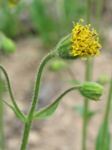 Arnica parryi